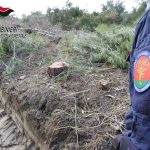 Crucoli, taglio abusivo di 870 piante di Pino d’Aleppo